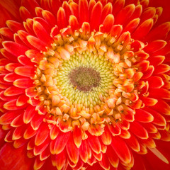 Close up Gerbera Flower