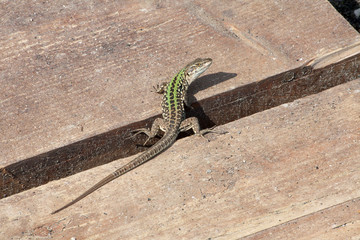 Green Lizard