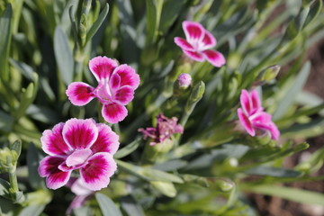 Fototapeta premium pink flowers