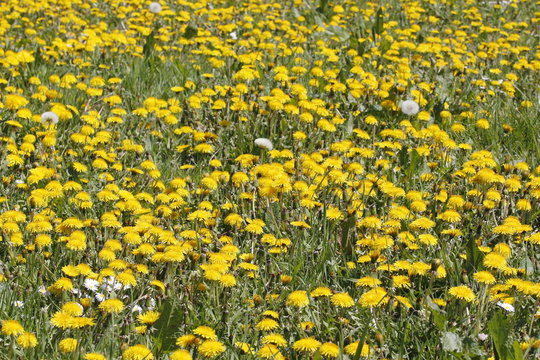 hawkbit