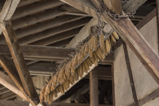 corn drying in barn