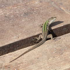 Green Lizard