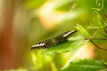 Fototapeta premium Parthenos sylvia lilacinus - clipper