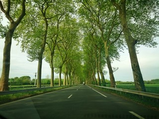 Route arbre