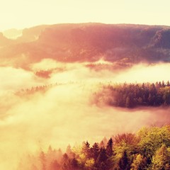 Obraz na płótnie Canvas Misty daybreak in a beautiful park. Trees stick out from fog