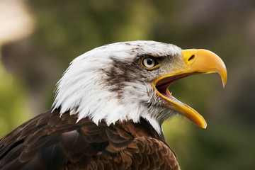 bald eagle head close up portrait