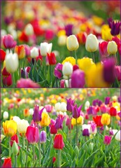 Farbenrausch mit Tulpen