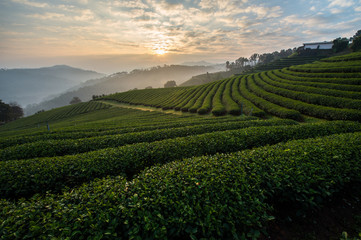 Fototapeta na wymiar Tea farm with the morning sunrise