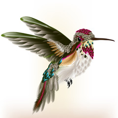 Beautiful colorful  hummingbird in fly