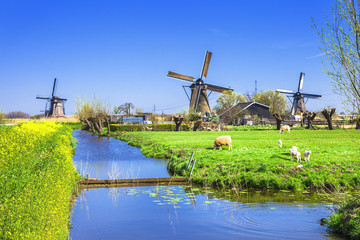 traditional Holland countryside - obrazy, fototapety, plakaty