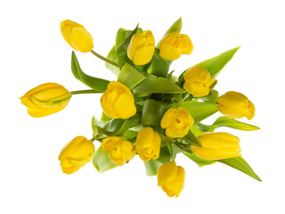 delicate yellow tulips