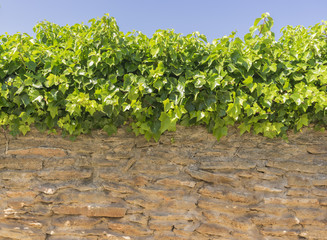 Alte Steinmauer mit Efeuranke und Himmel