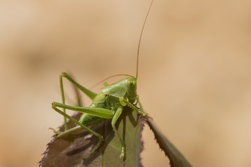 Grüner Grashüpfer
