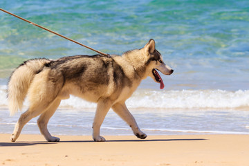 Eskimo dog on a leash walk on the beach