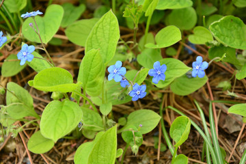 Omphalodes verna