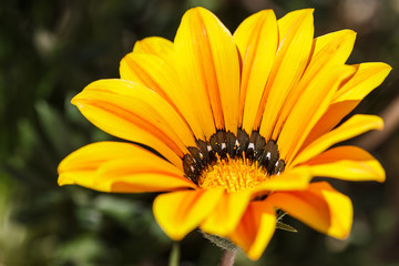 Very beautiful orange flower close up