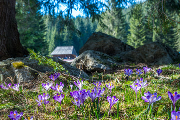 Crocuses in Chocholowska valley, Tatras Mountain, Poland