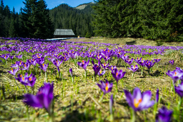 Crocuses in Chocholowska valley, Tatras Mountain, Poland