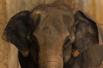 An elephant in Sri Lanka approaching