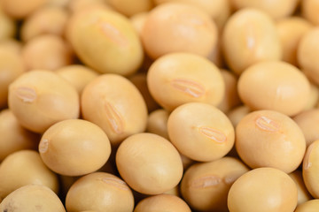 close up of soybean