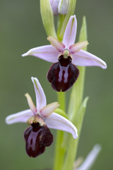Wild orchid of south western Europe