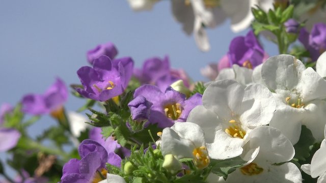 Bacopa in front of blue sky