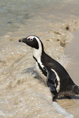 African Penguins (Spheniscus Demersus)