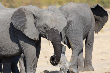 Elephant drinking and splashing water on dry and hot day