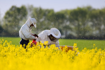 Apiarists in rapeseed field