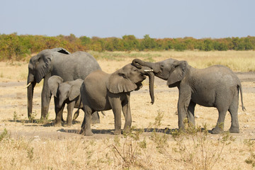 Elephant herd greeting at waterhole on a dry and hot day