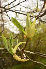 Magnolia tripetala