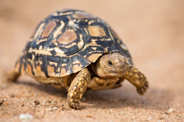 Obraz premium Żółw lamparci spacerujący wolno po piasku z osłoną ochronną