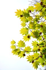 Acer japonicum