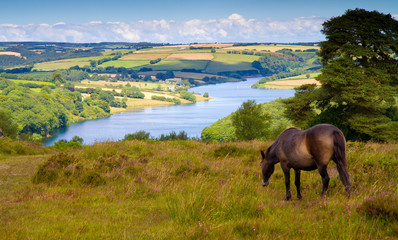 Obraz premium Pony at Wimbleball Lake Exmoor National Park Somerset 