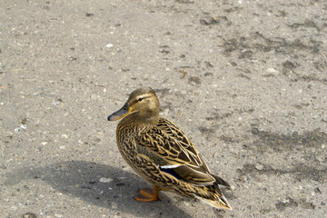 Female duck