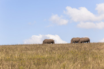 Obraz premium Rhino's Landscape