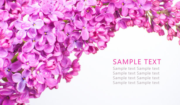 Fototapeta Purple flowers on white background with sample text