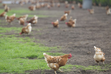 Chickens Feeding On Field