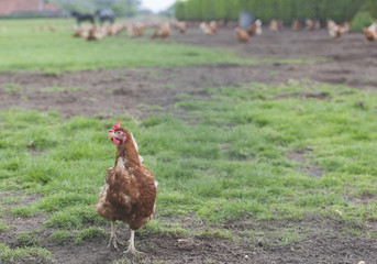 Chickens Feeding On Field