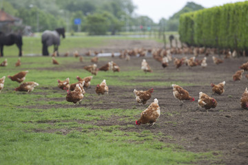 Chickens Feeding On Field