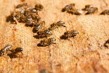 Busy bees, close up view of the working bees.