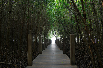 Tunnel of trees in the mangrove forest