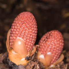 Balanophoraceae, Balanophora fungosa J.R.&G.Forst