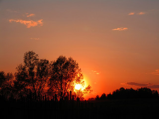 Fototapeta na wymiar Trees on sunset