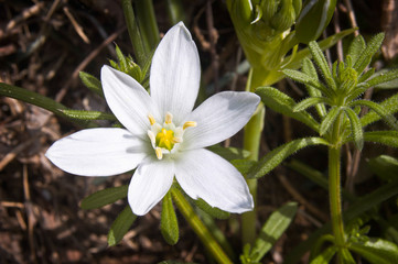 Star-of-Bethlehem flower, also known as Christmas Star, under the warm italian sun