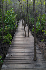 Obraz premium Trees grow through the wooden path in the mangrove forest