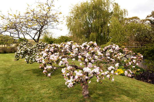 well pruned apple trees