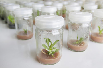 plant tissue culture orchid