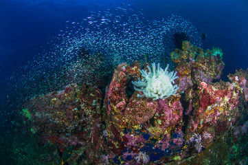 Coral Reff