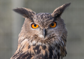 Fototapeta premium Eagle Owl Portrait